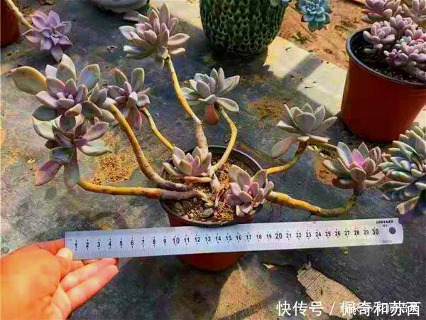 多肉|12种值得珍藏的多肉,越老越美丽,养成老桩才值钱