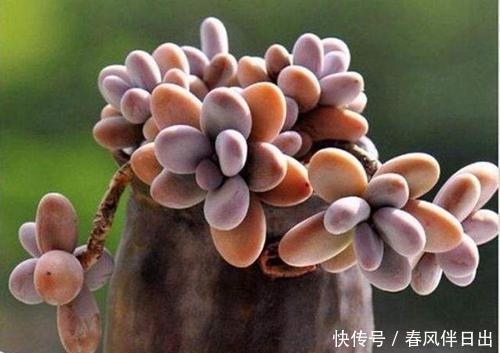 十年老花友的养花技巧：多肉有5怕，及时避免，才能养成肉墩子！