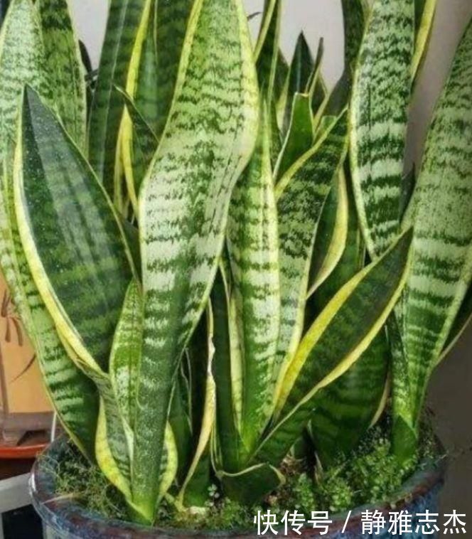 养虎皮兰，打开它的“小开关”，新芽直往外窜，1盆变10盆