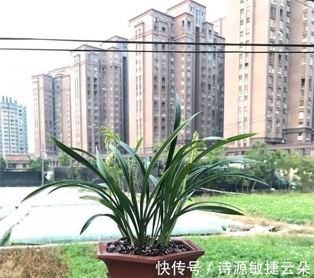 此兰虽然“白菜价”，但是意境高雅，兰香浓郁，放在客厅尽显大气！