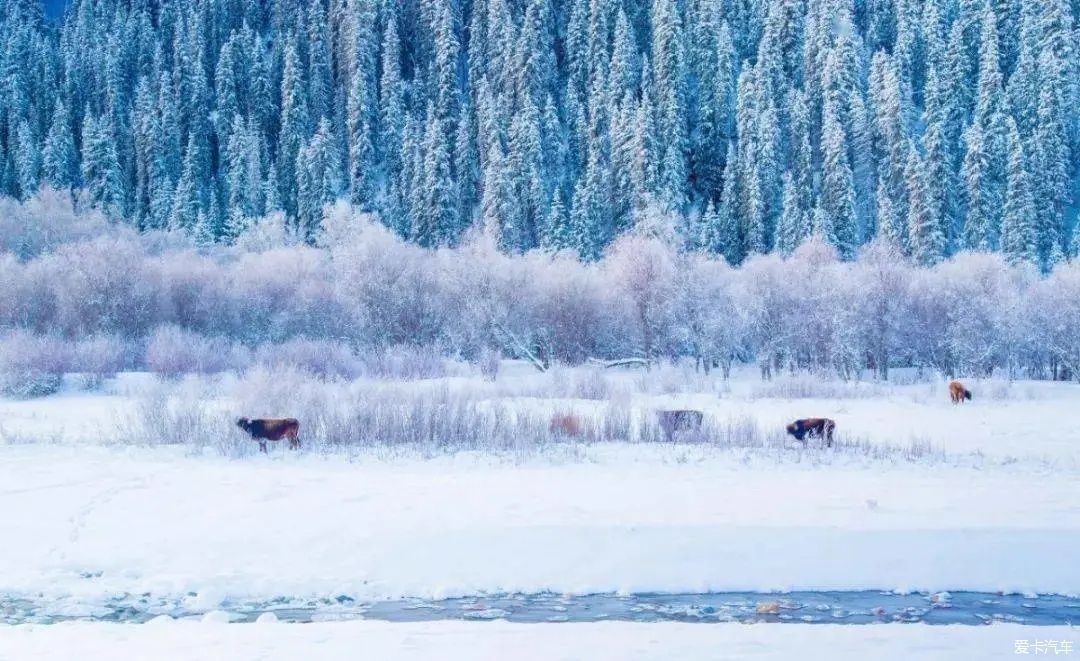 不到过新疆，永远不知道雪有多大。