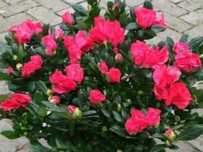 4种花被称为“大美女”,绚丽多彩,比牡丹好看,年年开花不断