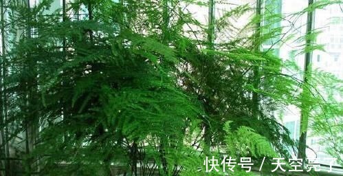 蚯蚓|1种不起眼的小东西，用来养文竹，四季不黄叶，蹭蹭冒新芽