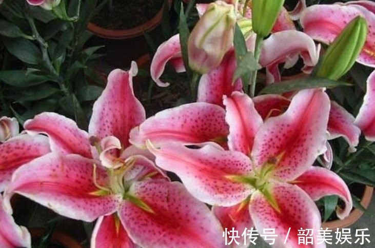 树荫处|4种花好养又漂亮，随便一养成花海，鲜艳无比，开成百花园