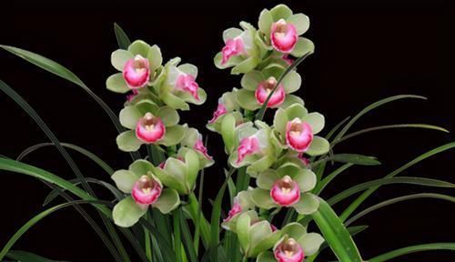 笑兰花|此兰花开双色,香气浓郁,花量极多,一杆能开十几朵,值得珍藏