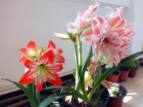 6种“懒人花”可真皮实,一个月不浇水,太阳越晒,开花越泼辣