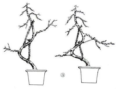 盆景造型，棕丝捆扎技术详解
