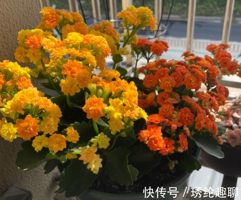 夏季|这两种花夏季千万不要购买回家,入夏就会休眠,非常难养活