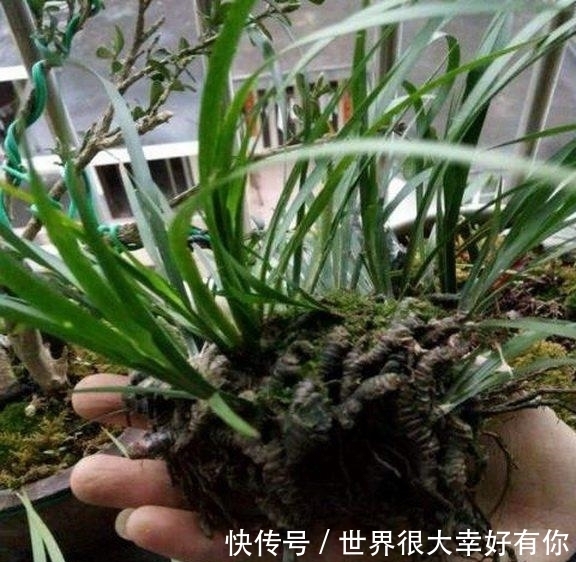 空气|爷爷从农村山上挖来的东西,一分钱没花,还能净化空气!
