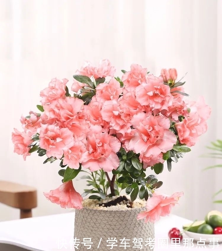 家养六种花,个个都是“醋坛子”,隔几天喝一点醋,叶子绿油油的,越长越旺盛