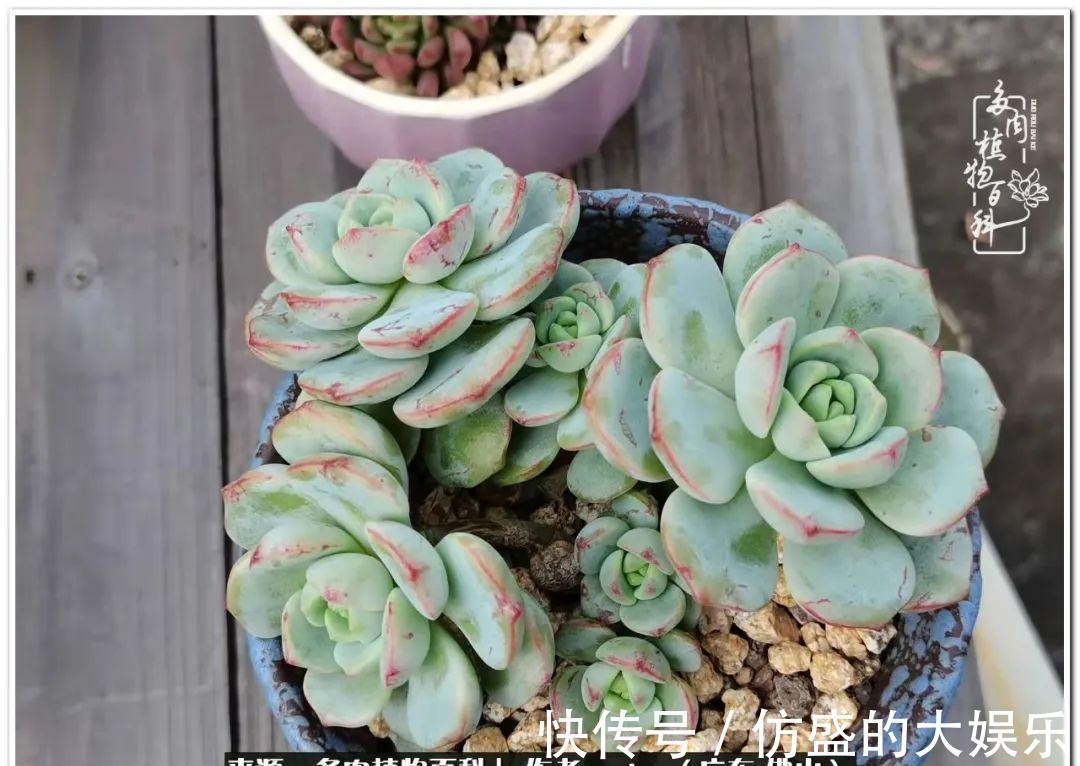 养多肉，慢慢来，我们一起沉淀再绽放！