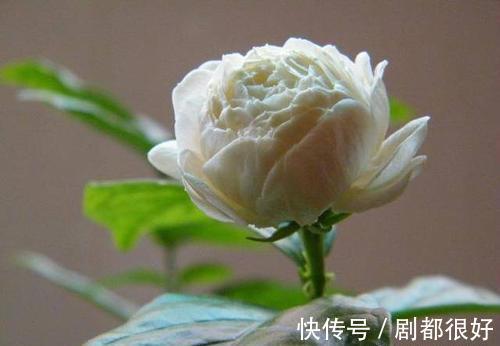 虎头茉莉虽然养殖难度大,但做好这几点,也能轮番开花赛牡丹