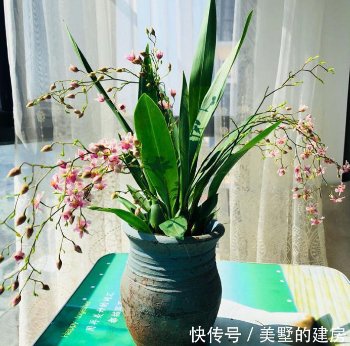 战斗鸡|兰花中的“战斗鸡”,同时开花几百朵,满屋子都是奶香气