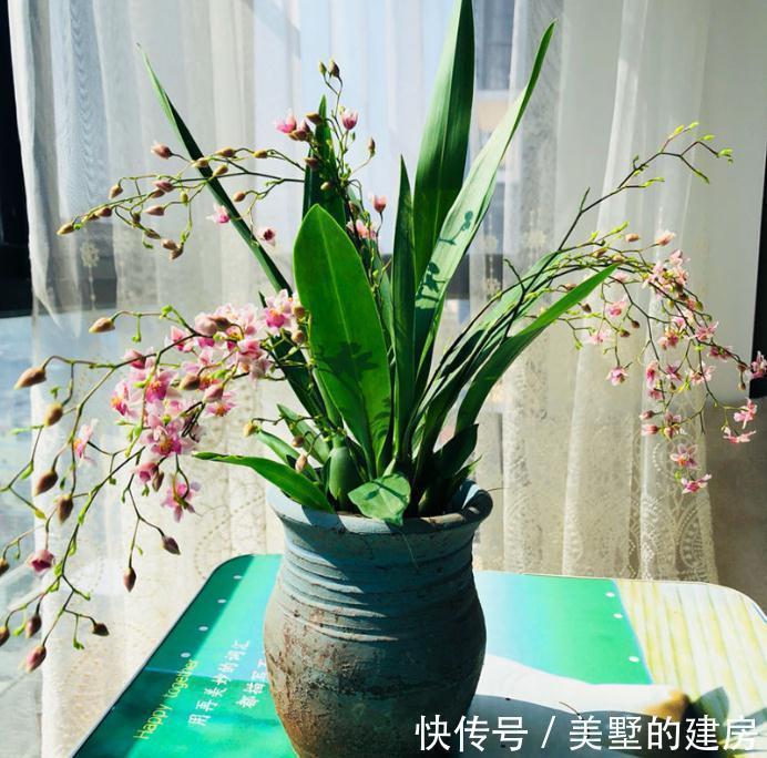 战斗鸡|兰花中的“战斗鸡”，同时开花几百朵，满屋子都是奶香气