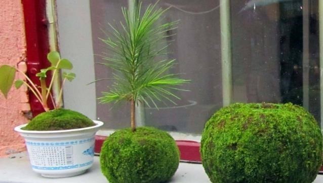 青苔|马路边常见“3种草”,养花盆里变“盆景”,好看又值钱!