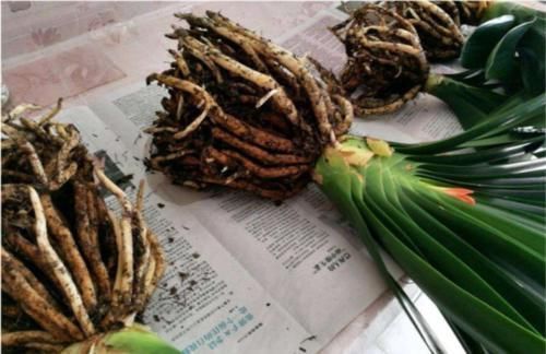 君子兰开花的关键在养根,做好这5点,让你开花不断