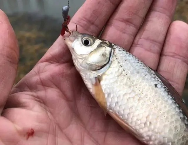 入冬后钓鱼要钓深,钓底?很多时候不仅要钓“浅”还要钓“浮”