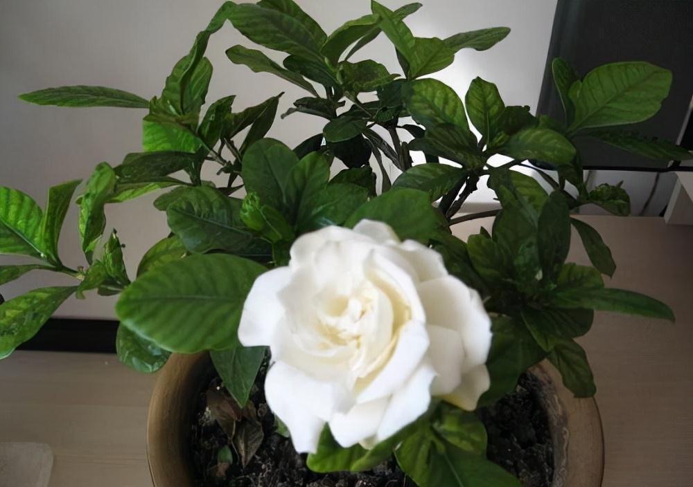 农历九月十八霜降后，养什么花？家里养3种花，福星高照屡获喜祥