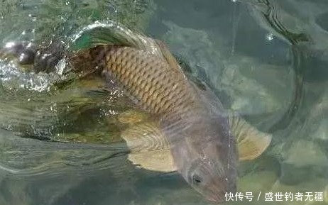 春季想钓好鱼,钓大鱼,这“三点”缺一不可!——盛世三渔