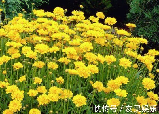 植物|一种适合盆栽的植物,养在地里边危害很大,但看着还很不错