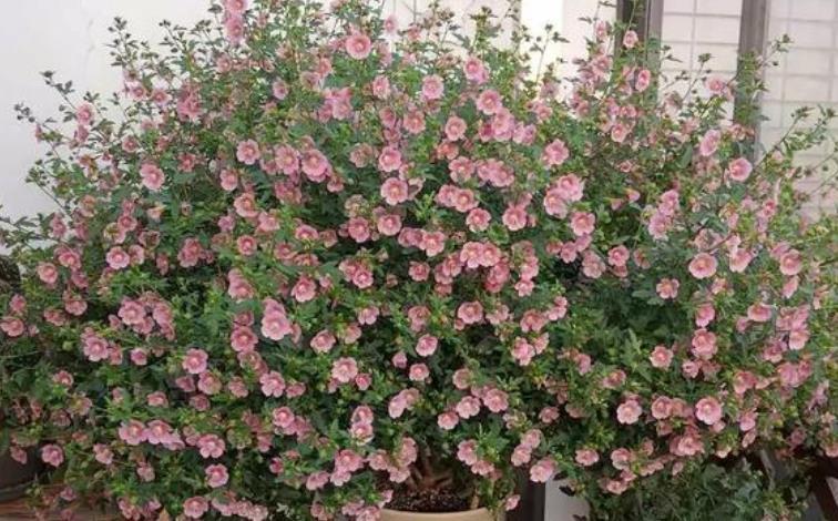 3种花养在家,花朵硕大花期长,一盆开花100朵,烂漫迷人美爆了