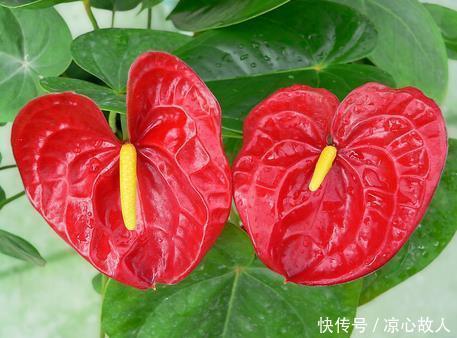 颜控喜欢的4种花,妖艳妖娆,层层交叠,烂漫迷人眼