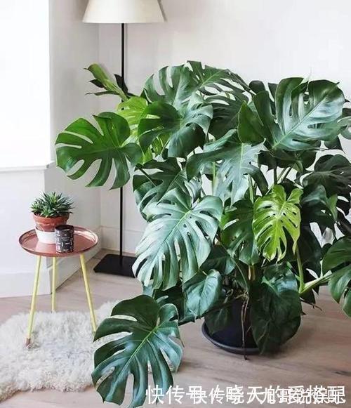 叶片|6种耐阴花,不晒太阳,也能四季开花,是家庭盆栽佳品!