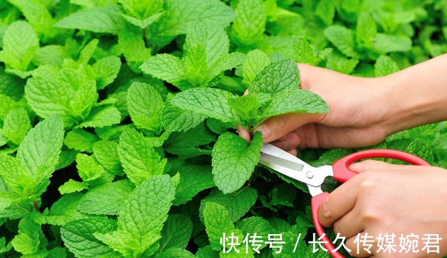 碗莲|这几种花草有水就能疯长，新手也不用愁，简直又好看又好养