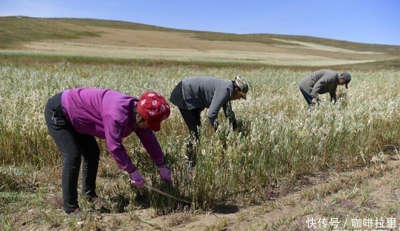 阴山|塞北美味:莜面