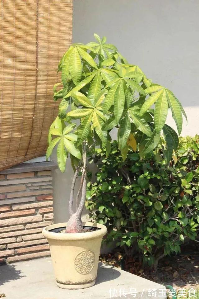 发财树|金钱树与发财树,谁更旺?左右为难,不如一起栽培