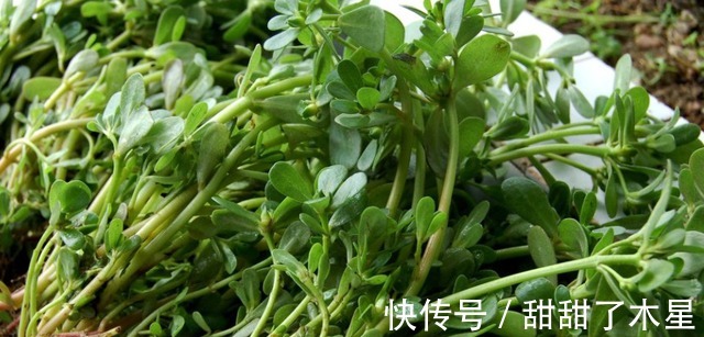 夏天|夏天,吃苦瓜不如吃“它”,清热消暑又营养,不懂就太可惜了!