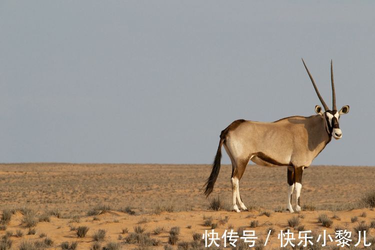 咸鱼翻身|惹不起！“生肖羊”若出生在这几年，2022年时来运转，扭转乾坤！