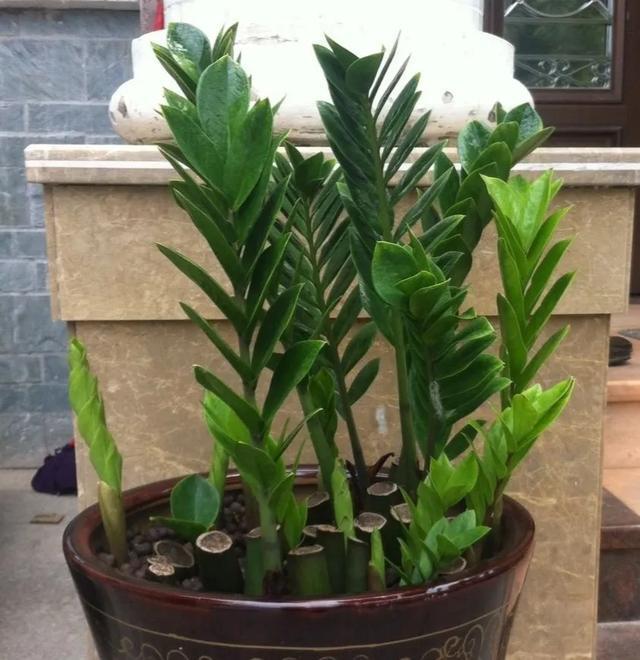 叶子|嫌花长的丑,趁现在砍头,满盆都是新叶子!