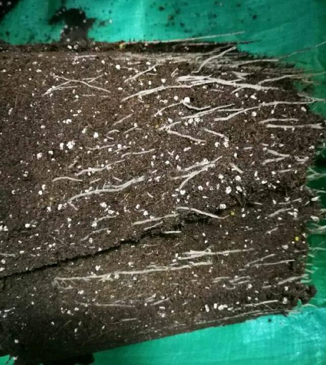 茶花的根快烂了，还能拯救吗，茶花换盆不是你想换就换