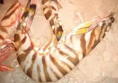 海鲜|渔民整理的海鲜大全,以后再也不怕不认识海鲜了