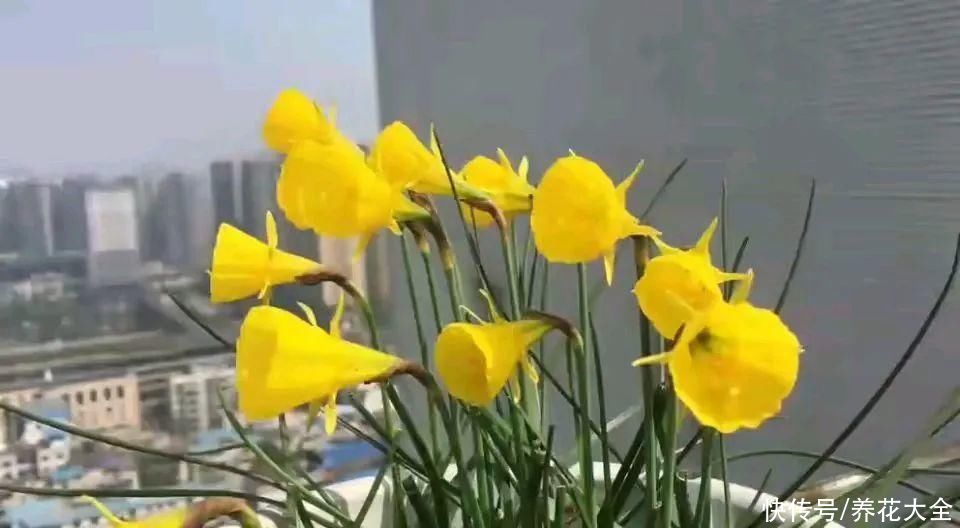 上万块的蟹爪兰，开花像烟花，养过的人不多