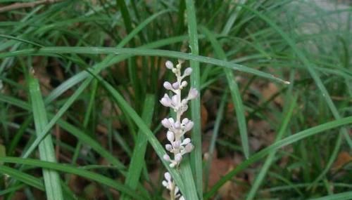 泡水|吸烟肺不好还经常咳嗽,用一种野草茎块泡水喝,润肺清心止咳化痰