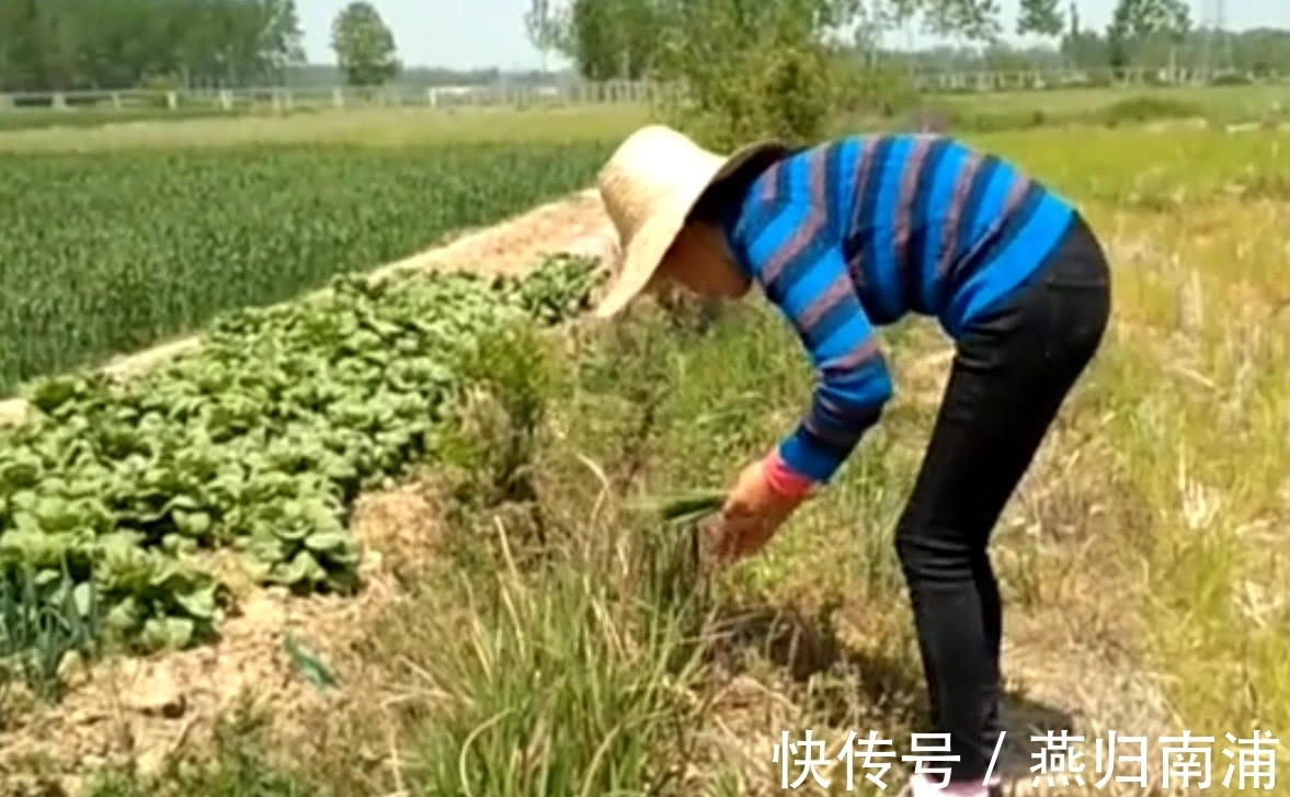 大自然|农村妈妈在田埂上吃“野草”,边吃边说甜,你知道这是什么吗?