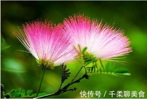 合欢花酒|解读“合欢花”,中医眼中的一味安神解郁良药,失眠患者的救星!