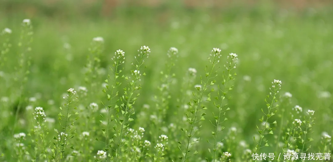 春天外出游玩时别光顾看风景，几类野菜不要错过，好吃又养生！