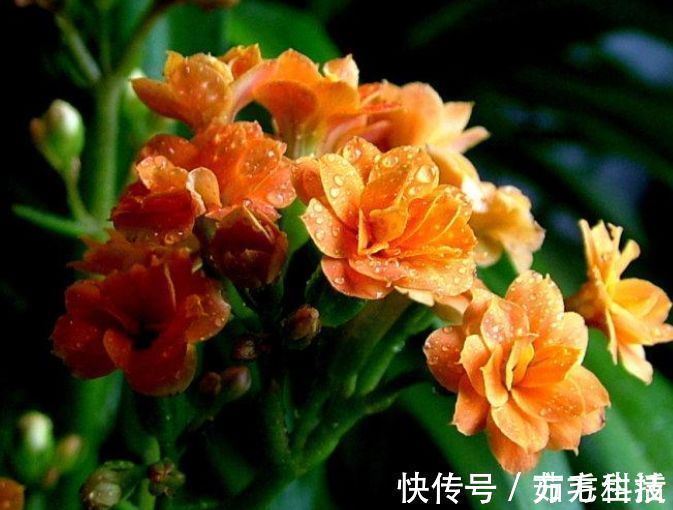 红美人|几种花养在家里,一整年都有好运气,受到很多花友的喜爱