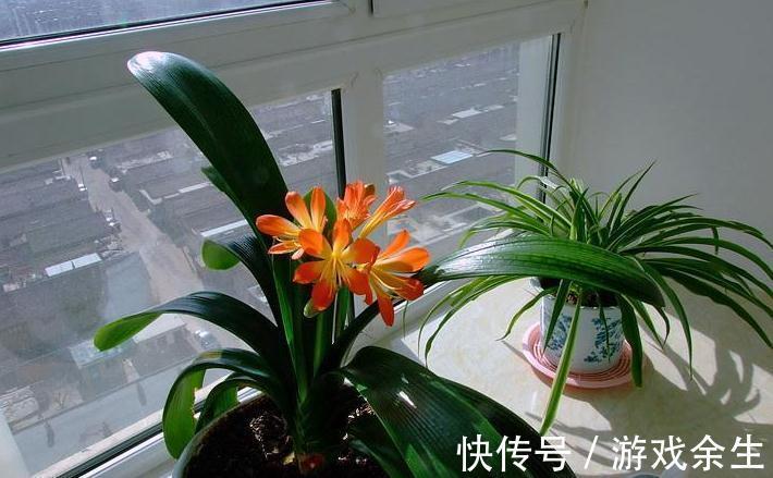 分享我这几年养君子兰的经验,挺实用的