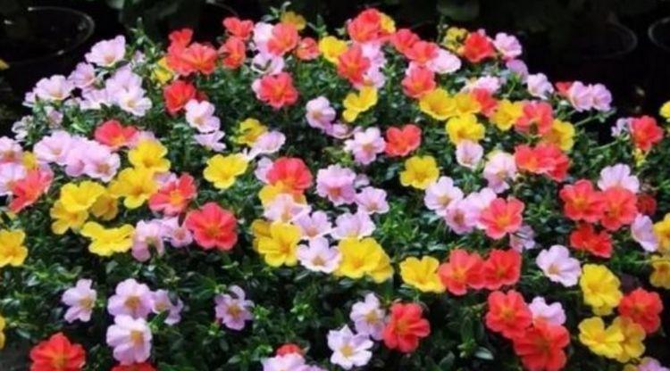 4种花颜值超高的,年年开花不断,看了就让人沉醉