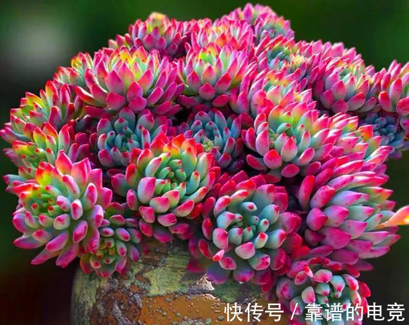 想让多肉冬季“变美”,除“阳光”多些,3“动作”也要重视