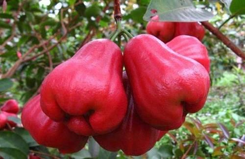 气色|富含营养的食物，坚持吃点，改善肤质，促进消化，谁吃谁气色好