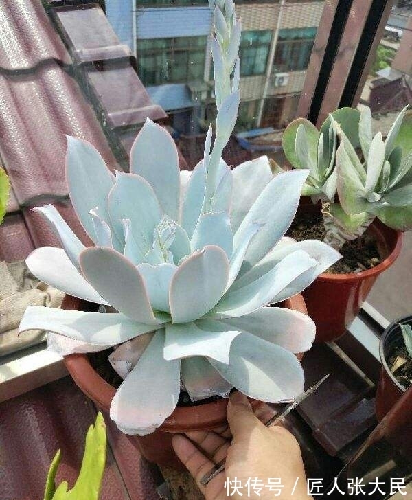 钱串子|19种多肉,花市买来像白捡,离流行趋势更近了
