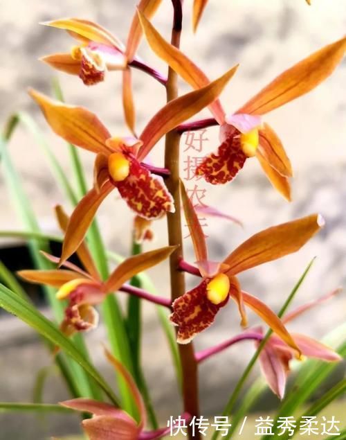 兰花叶子枯萎怎么办?教你5个妙招,新手兰友一定要知道