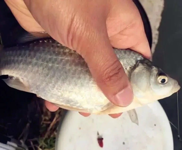 野钓高手:寒冬钓鲫鱼,加这几种材料,鲫鱼比夏天都好钓