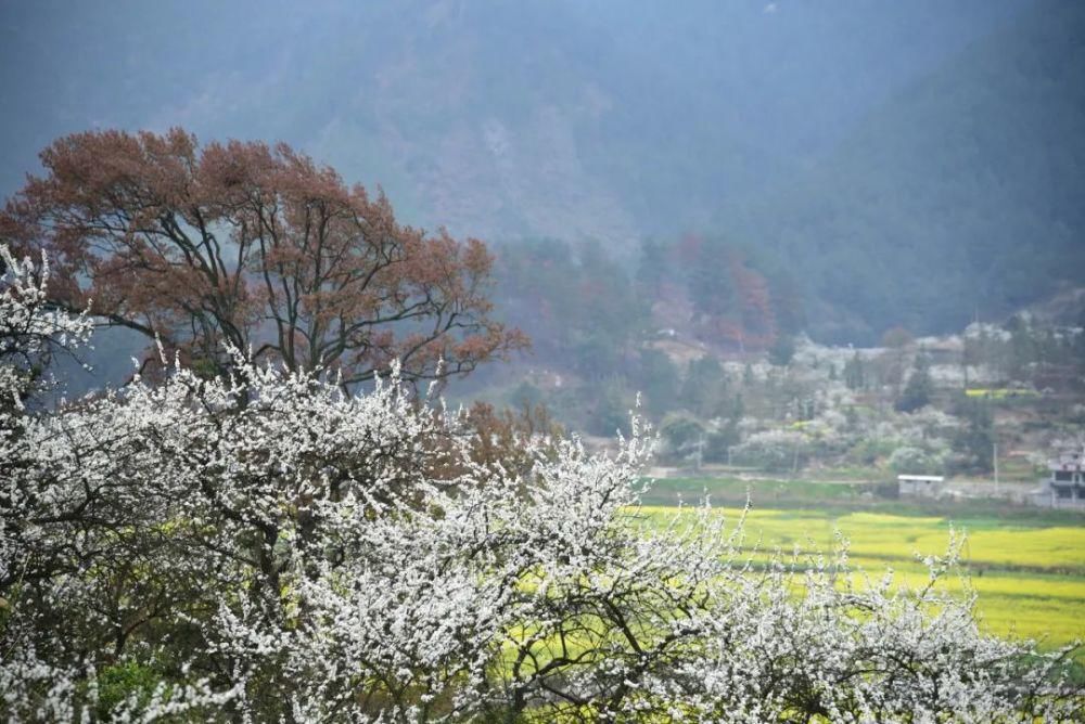 中国最美的油菜花美景地全在这里了，我去过3个，你呢？