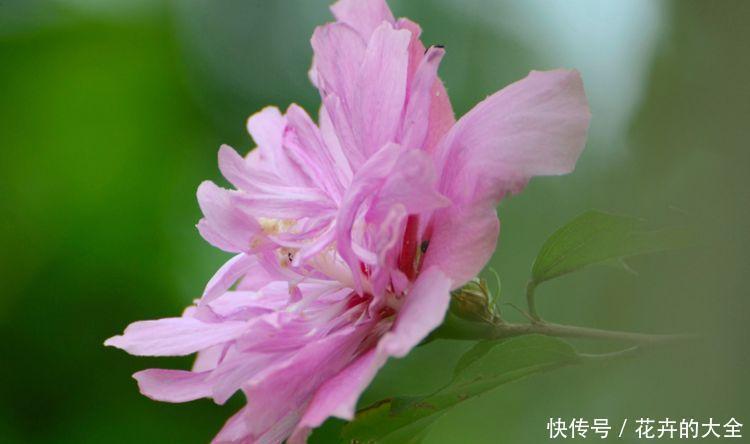 养花就养这“4”种,打理简单花期长,开花超漂亮